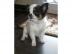 Typvolle LH Chihuahuah�ndin Welpe