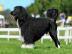 Portugiesischer Wasserhund Welpen