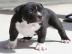s�per~American~Pitbull~Terrier Welpen zu