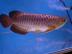 Hochwertige, 24K Arowana Fisch aller Art