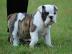 S��e English-Bulldog-H�ndin