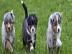 Aussie Aussie Babys mit ASCA Papieren wh
