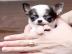 Cute Chihuahua Welpen zur Annahme