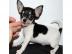 /////Chihuahua Welpen m.  Papieren///////
