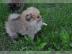 Pomeranian zwergspitz Welpen reinrassig