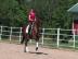 Sch�ne Hannoveraner Wallach
