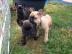 Franz�sische Bulldoggen Welpen