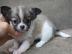Wundersch�ne sehr typvolle Chihuahua Wel