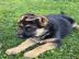 Dt. Sch�ferhund Welpen, VDH/SV, rote Papi