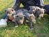 Blueline American Staffordshire Terrier