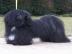 TIBET TERRIER FCI Welpen aus Hobbyzucht
