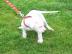 Wundersch�ne reinrassige Dogo Argentino