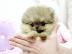 Wundersch�nen Zwergspitz / Pomeranian we