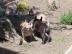 s��er Franz�sisch Bulldogge-Welpen, ( 4