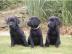 sehr sch�ne Labradorwelpen in choco und
