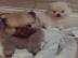 Kleinspitz / pomeranian Zwergspitz Kusch