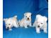 West Highland White Terrier Welpen m.  Pa