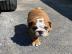 Sch?ne Englische Bulldoggenwelpen