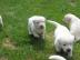 labrador retriever welpen zu verkaufen