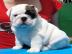 ENGLISCHE BULLDOGGE WELPEN mit papieren