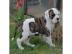 Wir haben kr�ftige American Bulldog (Bul