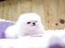 AKC Teacup-Size Pomeranian Welpen