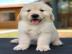 Atemberaubende Golden Retriever Welpen f