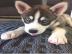 Entz?ckende CKC weibliche Siberian Husky