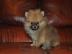 Reinrassige Zwergspitz Pomeranian Welpen