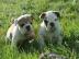 Wundersch�ne English Bulldog Welpen in
