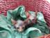 5Sphynx ( Canadien)Kitten , pr�mierter S
