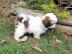 Blutiger Shih Tzus