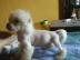 Chinese Crested Dog Baby