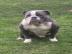 Exotic Bulldogge