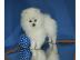 Zwergspitz / Pomeranian H�ndin abzugeben