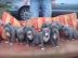 Pitbull Welpen Rude und Hundinnen