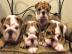 Sch?ne Englische Bulldoggenwelpen