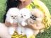 Teacup Pomeranian-Welpenmann und -frau f