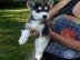 GESUNDE SIBERIAN HUSKY WELPEN