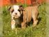 Englische Bulldoggen Welpen suchen ein n