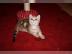 BKH Golden Tabby Classic kitten babys