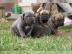 Reinrasse Cane Corso Mastiff Welpen