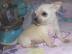 Sch�ne reinrassige Chihuahua Welpen mit