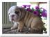 Englische Bulldogge Welpen mit papieren