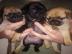 Atemberaubende Mops Welpen f�r Rehoming
