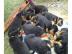 s�� Rottweiler-babys mit ADRK-Papieren,