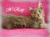 Maine Coon kitten mit Staumbaum