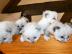 Super s��e Ragdoll K�tzchen K�tzchen Reg