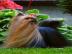 Yorkshire Terrier mit FCI papieren