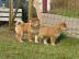 5 AKC registriert Shiba Inu-M�nnchen und